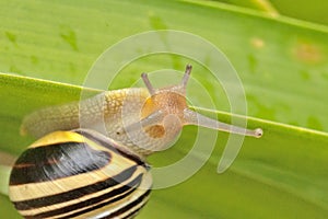 Snail hanging on a leaf close up