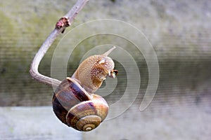 Snail hanging on a thin branch