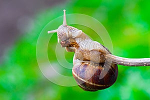 Snail hanging on a thin branch