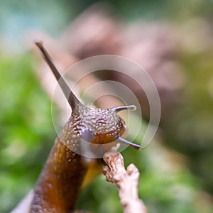 A snail head in blurred background