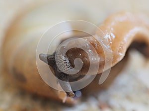 Snail Head From Top View