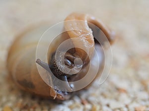 Snail Head From Top View