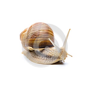 Snail Helix aspersa