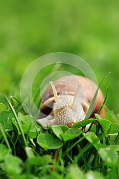 Snail. Helix pomatia.