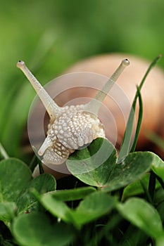 Snail. Helix pomatia.