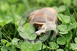 Snail. Helix pomatia.