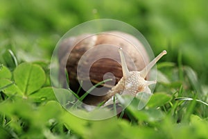 Snail. Helix pomatia.