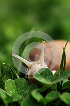 Snail. Helix pomatia.