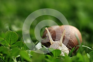 Snail. Helix pomatia.