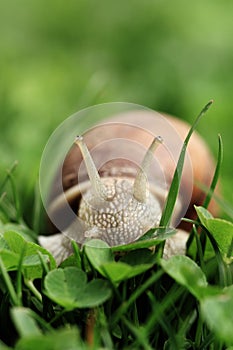 Snail (Helix pomatia)