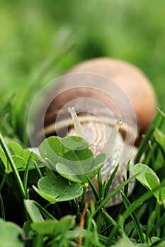 Snail. Helix pomatia.