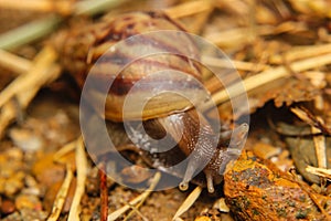 Snail. Helix pomatia