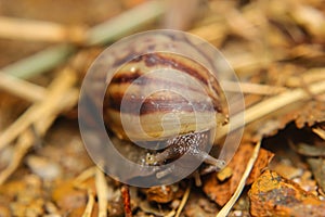 Snail. Helix pomatia