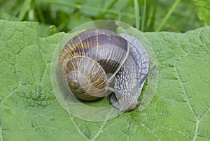 Snail (Helix pomatia)