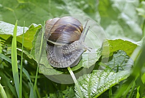 Snail (Helix pomatia)