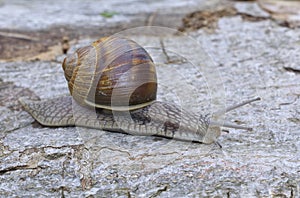 Snail (Helix pomatia)