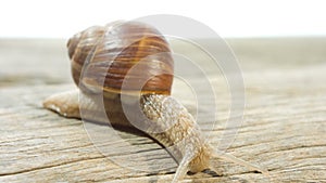 Snail Helix pomatia