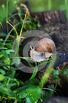 Snail Helix pomatia