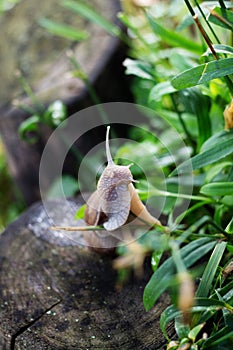 Snail Helix pomatia