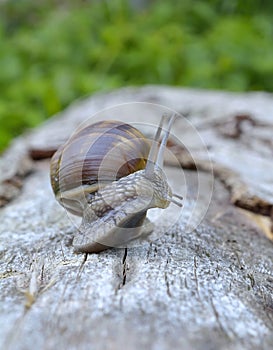 Snail (Helix pomatia)