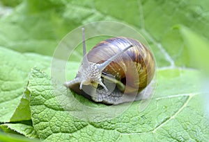 Snail (Helix pomatia)