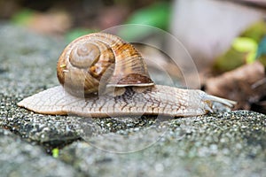 Snail helix pomatia