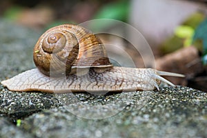 Snail helix pomatia