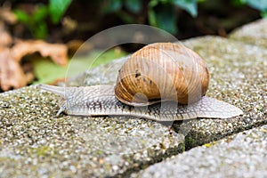Snail helix pomatia