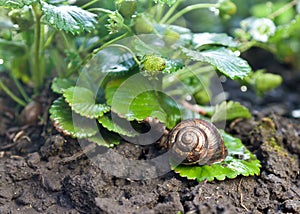 Snail (Helix pomatia) against strawberry leaf