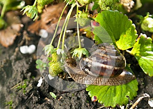 Snail (Helix pomatia) against strawberry leaf