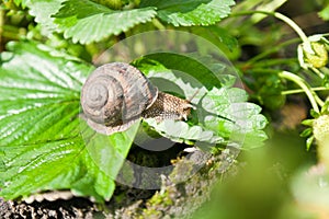 Snail (Helix pomatia) against strawberry leaf