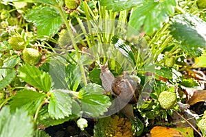 Snail (Helix pomatia) against strawberry leaf