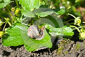 Snail (Helix pomatia) against strawberry leaf