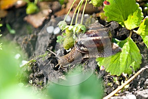 Snail (Helix pomatia) against strawberry leaf