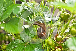 Snail (Helix pomatia) against strawberry leaf