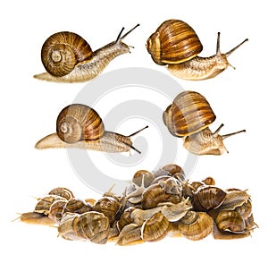 Snail Helix pomatia - Burgundy snail - edible snail