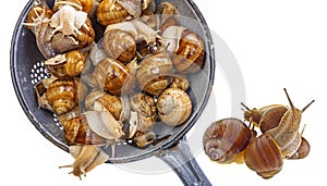 Snail Helix pomatia - Burgundy snail - edible snail