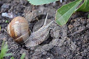 Snail,Helix pomatia, common names the Roman snail, Burgundy snail