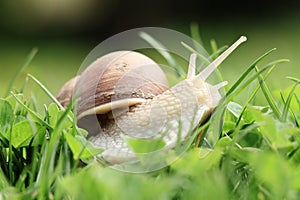 Snail (Helix pomatia)