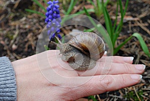 Snail (Helix pomatia) crawling on hand.