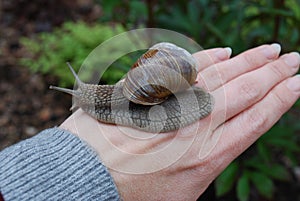 Snail (Helix pomatia) crawling on hand.