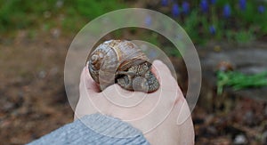 Snail (Helix pomatia) crawling on hand.