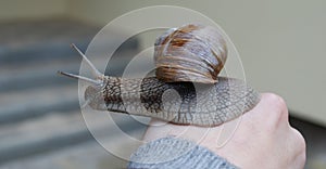 Snail (Helix pomatia) crawling on hand.