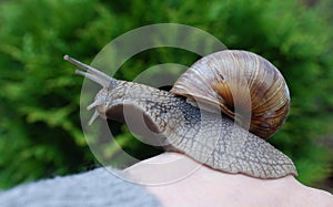 Snail (Helix pomatia) crawling on hand.