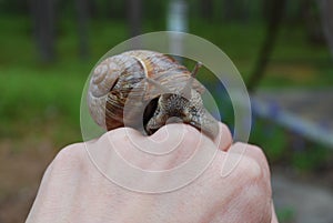 Snail (Helix pomatia) crawling on hand.