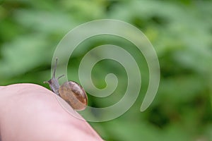 Snail Helix pomatia with gray skin and brown whorls shell crawling on wrist of pink human hand, its antennae protruding