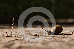 Snail  Helix Pomatia  on the ground