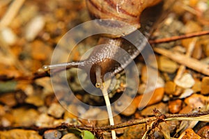 Snail. Helix pomatia