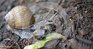 A snail, Helix pomatia, with tentacle antennas