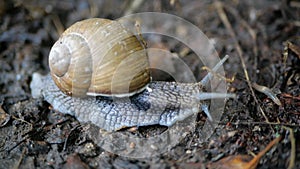 A snail, Helix pomatia, with tentacle antennas